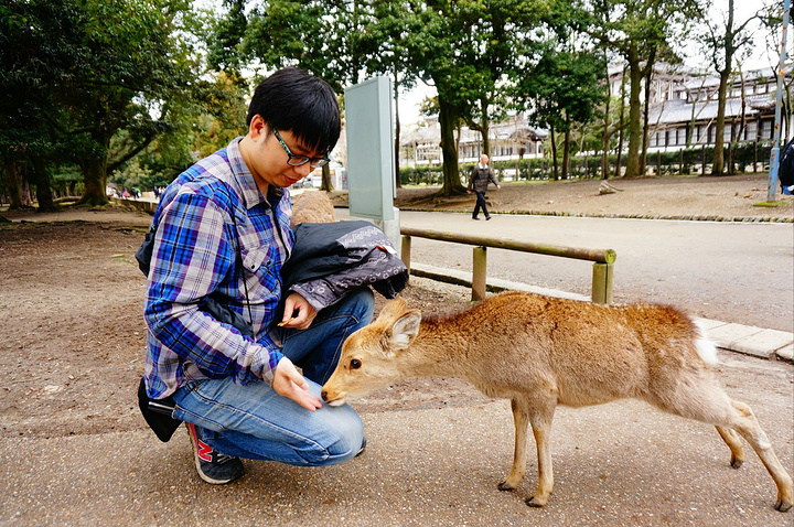 "鹿仙贝～统一价格150,景点物价似乎都有规定,因为整个奈良卖鹿
