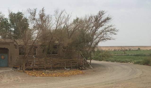 哈密市哈密瓜园