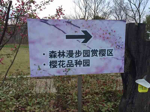 顾村公园旅游景点攻略图