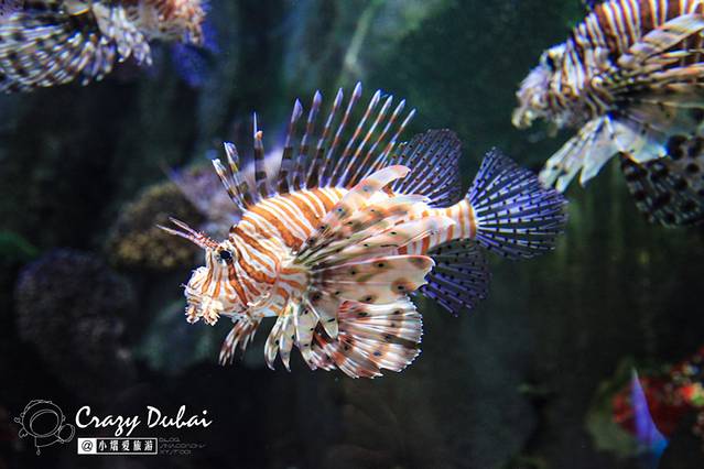 迪拜水族馆和水下动物园