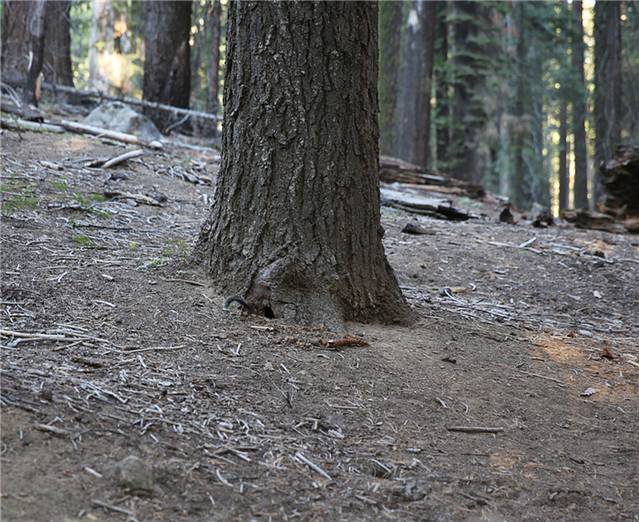 马里波萨谷巨杉林