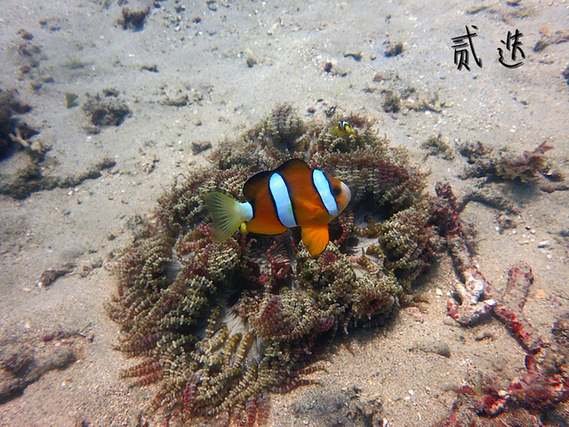 台湾特色蔬菜,炒三苏,味道一般吧,口感爽脆