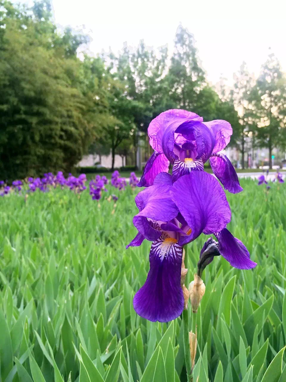 2019曲江池遗址公园游玩攻略,公园是张锦秋大