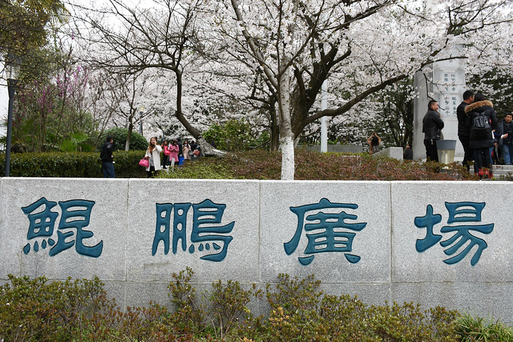 武汉大学——鲲鹏广场武汉大学の樱花武汉大学の樱花武汉大学の樱花