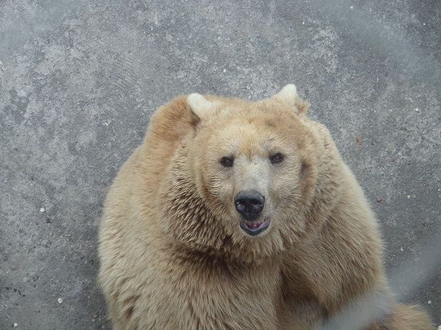 当然不能少了王城公园的动物园～里的熊,哈哈,不要问我为什么