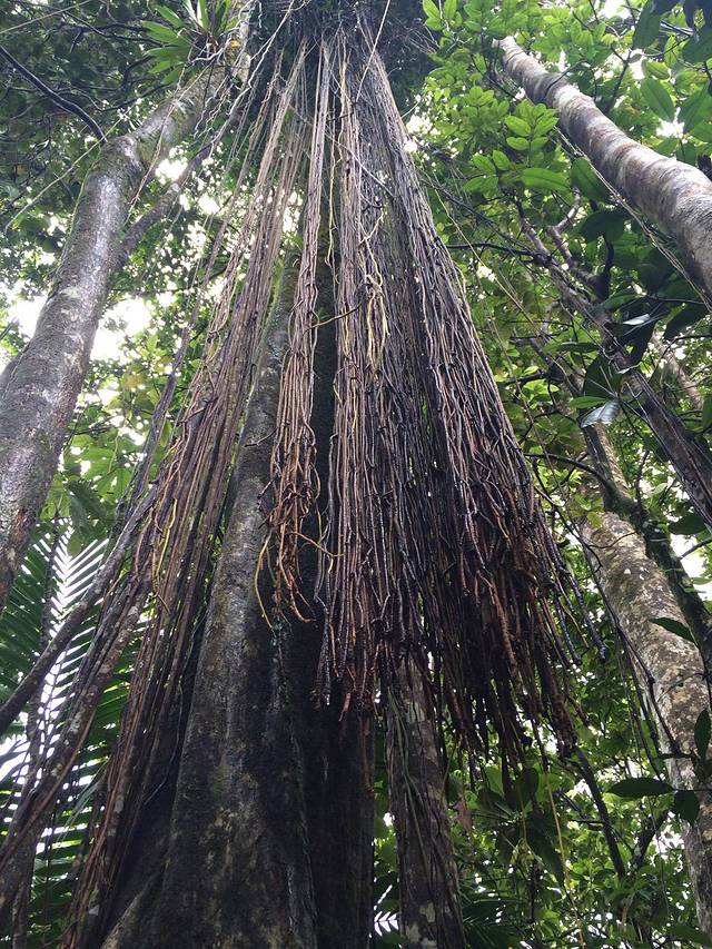 厄尔尼诺云雀国家森林公园