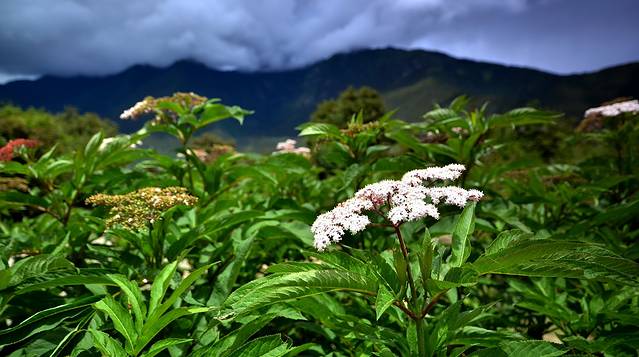 大渡卡古堡遗址