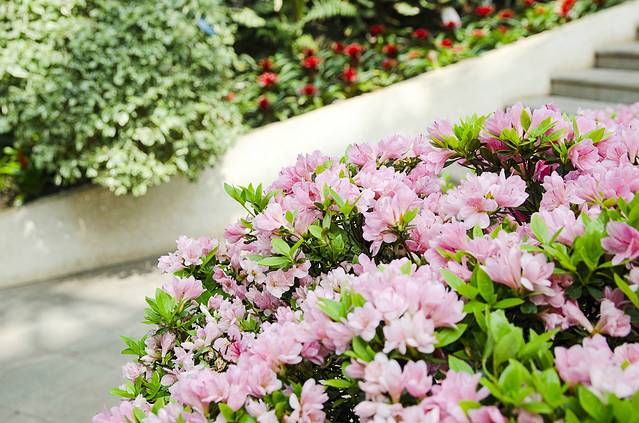 重庆南山植物园