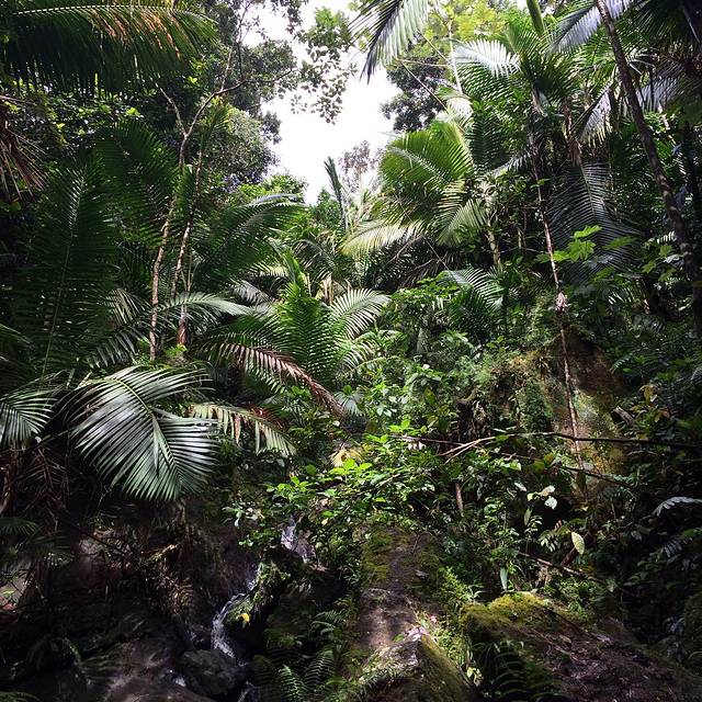 厄尔尼诺云雀国家森林公园