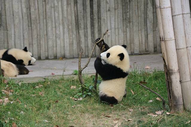 成都大熊猫繁育研究基地