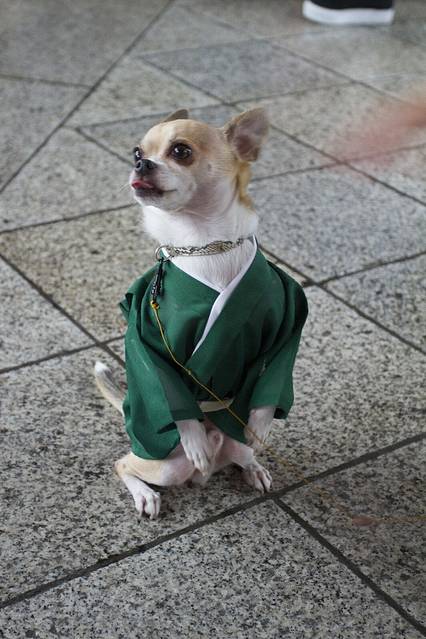 在浅草寺避雨碰见的和服小狗狗