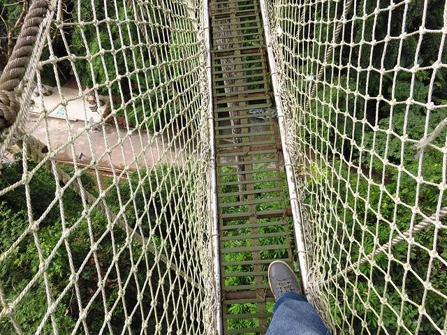 望天树树冠走廊