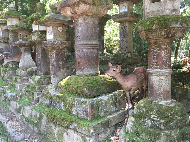 "小小的遗憾还是有的，不过比起景点签到，我果然还是更爱交互式旅行啊。小鹿叼着签文跪坐着，非常可爱_春日大社"的评论图片