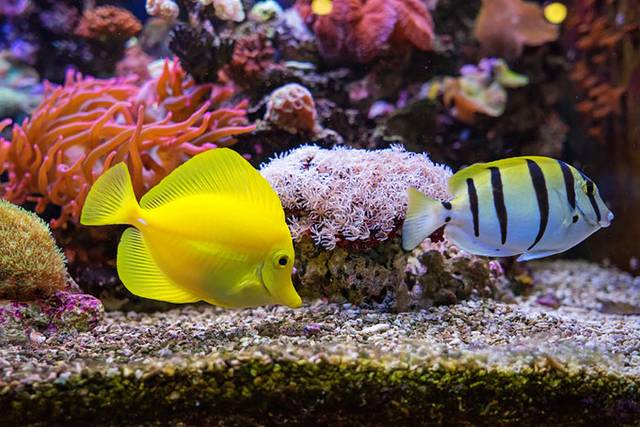 七星柴鱼博物馆