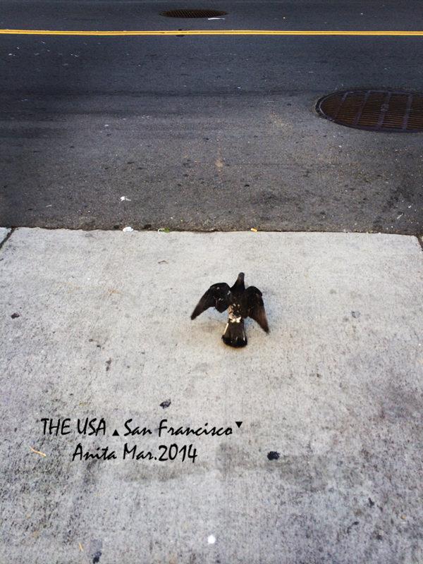 不远万里来见你--极光