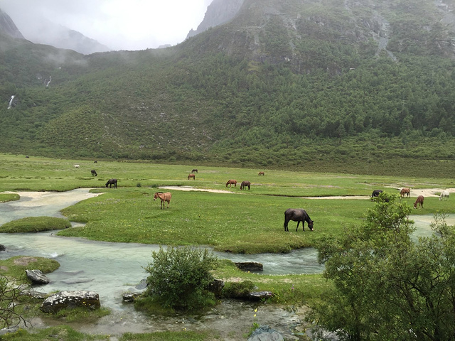 在冲古寺附近有电瓶车载到洛绒牛场(￥80来回,￥50单程,海拔4100),你