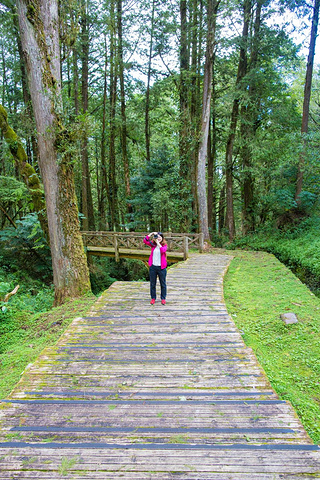 "沿路风景都很原生态，没有太多人迹的感觉，很多路面都长满青苔，快要把路面掩没了。好喜欢_塔山步道"的评论图片