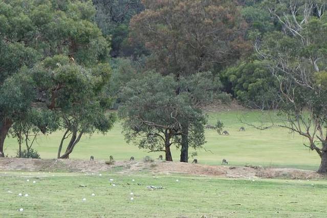 Anglesea Golf Club