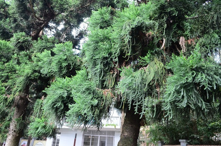 南方常见树木图片,南方树木名称大全图片,路边常见树大全_大山谷图库