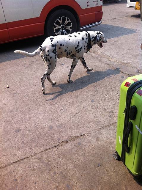 放在车顶吗?这个谜团一直困扰着我.