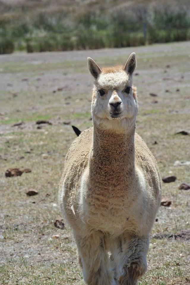 Glen Forest动物园