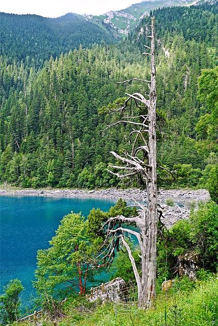 89 首页 游记详情 长海是九寨沟海拔最高,湖面最宽的海子,海子水面