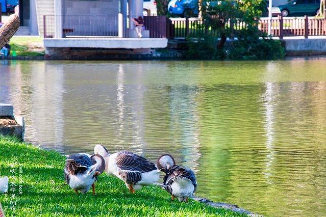 大湖公园 (防灾公园）