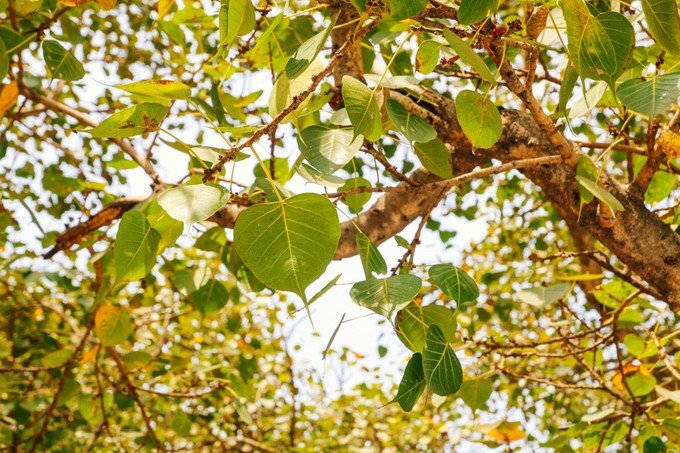 摩诃菩提寺是与佛陀生前生活紧密联系的四个圣地之一,是佛陀成佛得道