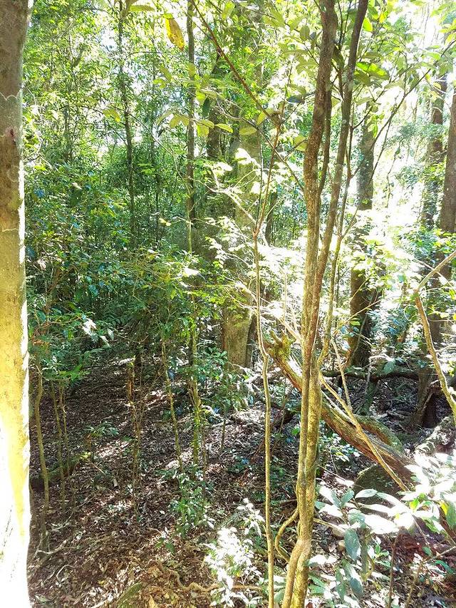 奥莱利雨林度假村