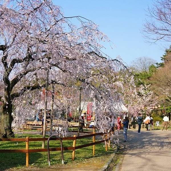 2016圆山公园_旅游攻略_门票_地址_游记点评,京都旅游景点,酒店,购物