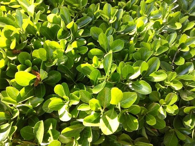 沈阳市万柳塘公园