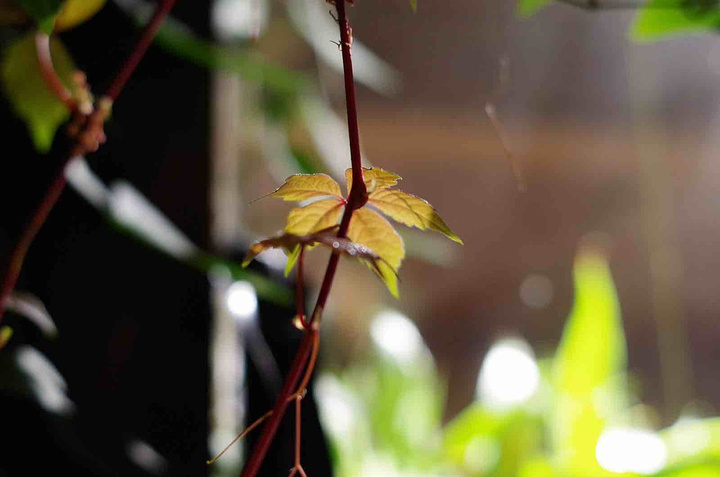 不过一切都是那么的美好。金庸书院,陈阁老宅