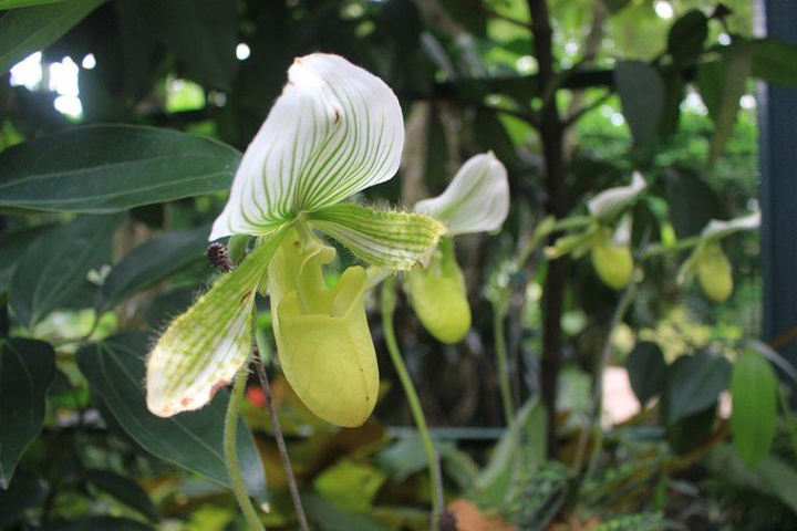 这些外来人在新加坡总人口中占多数_新加坡植