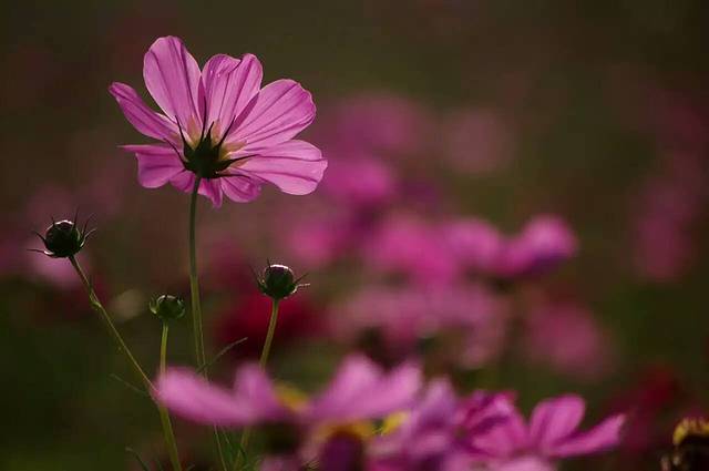 忻城薰衣草庄园