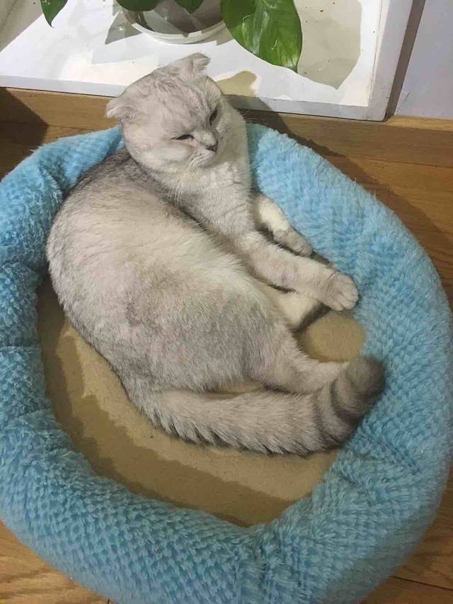 猫小院猫主题咖啡西餐