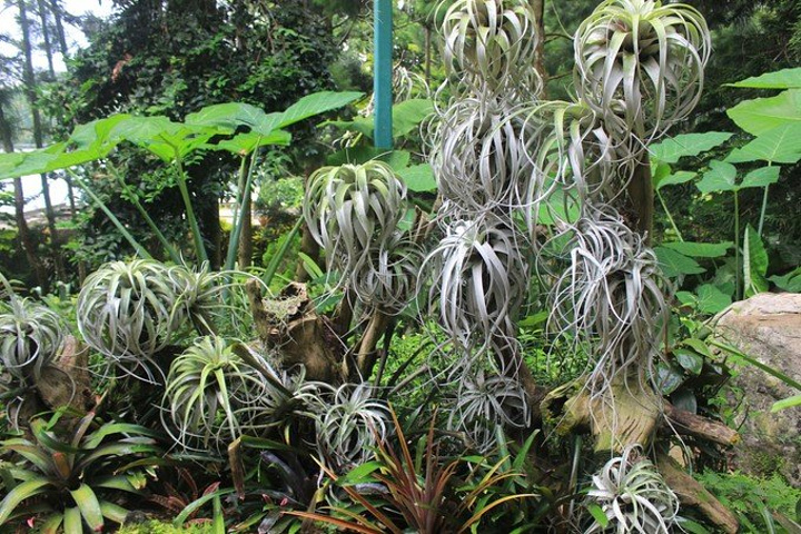 这些外来人在新加坡总人口中占多数_新加坡植