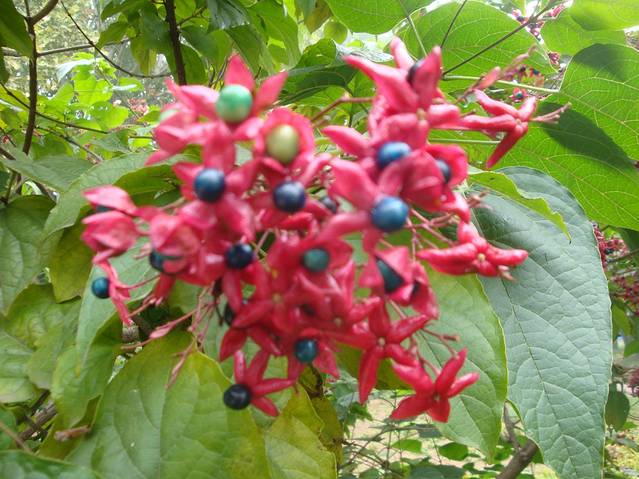 国家植物园南园