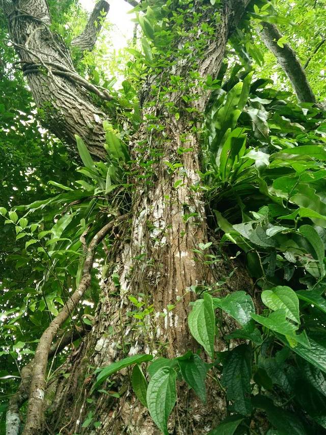 布柳河仙人桥景区