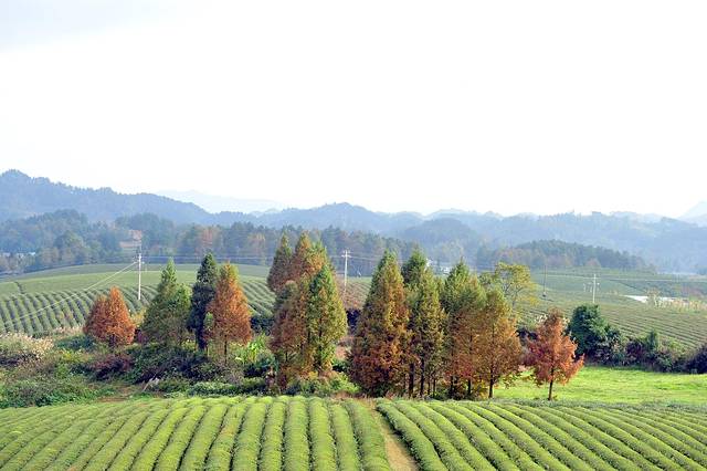 中国茶海景区(湄潭茶海)