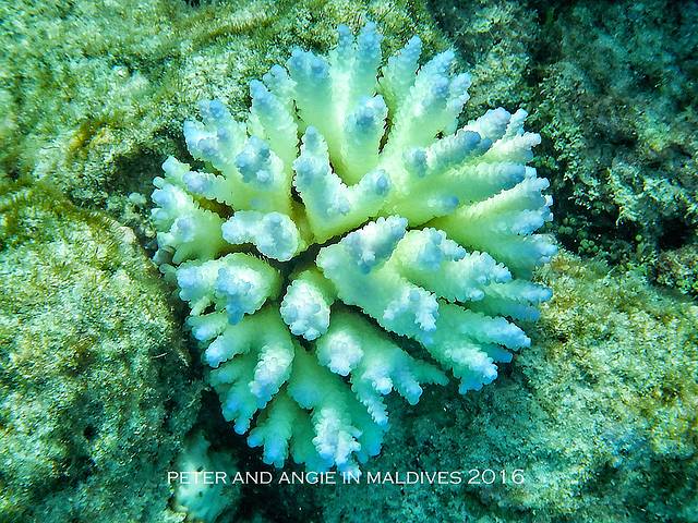 瓦度岛（阿达兰瓦度岛度假村）