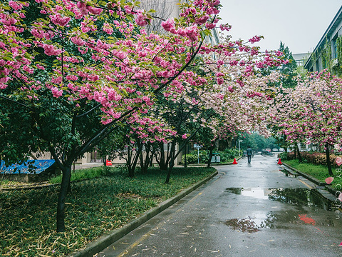 东南大学旅游景点图片