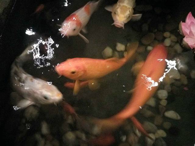 金稻园砂锅粥(罗沙店)