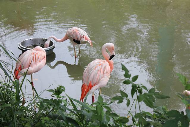 台北市立动物园