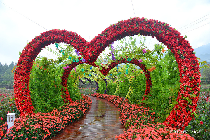 可美人终究迟暮这片曾经璀璨的花海却依然撑起她最后的韵味和尊严