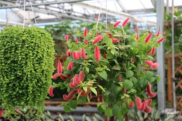 北大荒唐都生态园