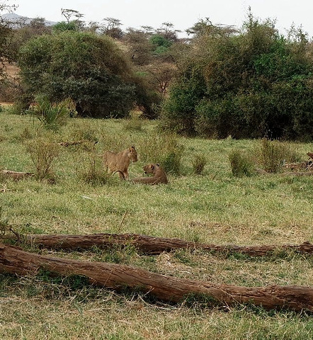 "保护区范围都非常大，自驾在里面自己碰不到动物不说，万一迷路也是的非常危险的，其次，来趟肯尼亚费..._桑布鲁野生动物保护区"的评论图片
