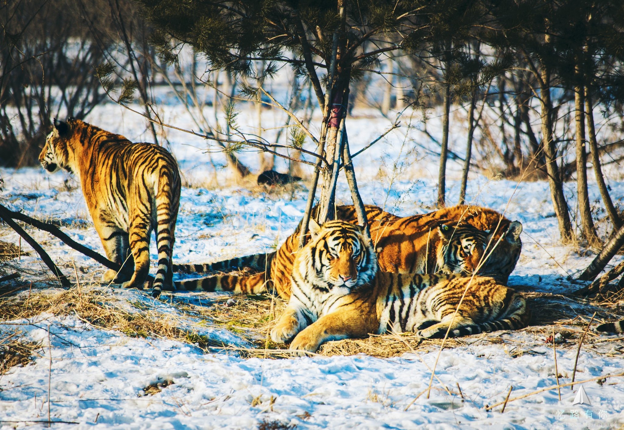 虎居动物园旅游