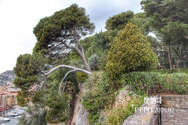 格蕾丝王妃玫瑰园