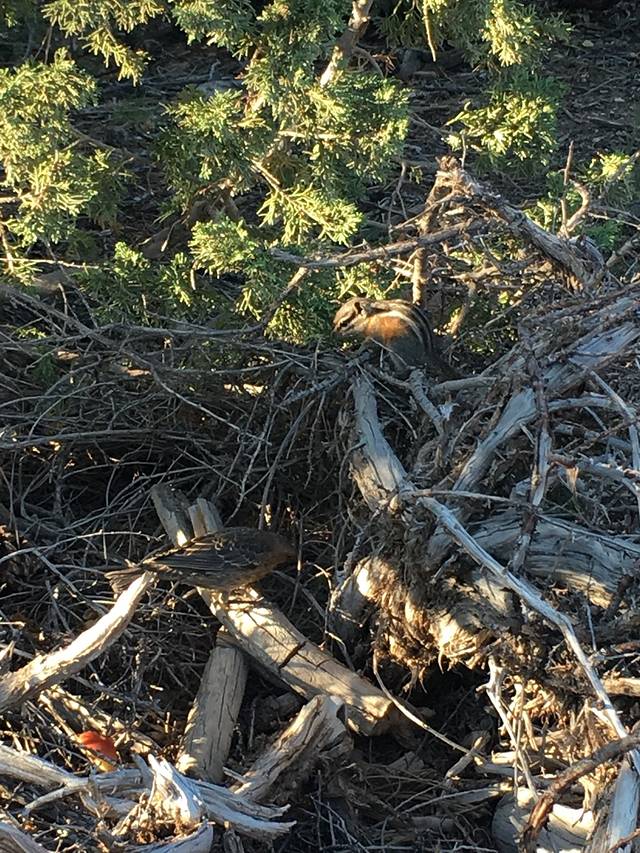 韩梅梅式英语闯美西|俩人民教师的一大圈儿小