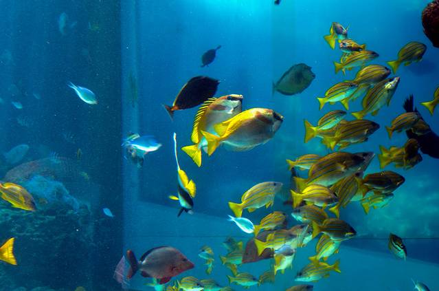 冲绳美丽海水族馆